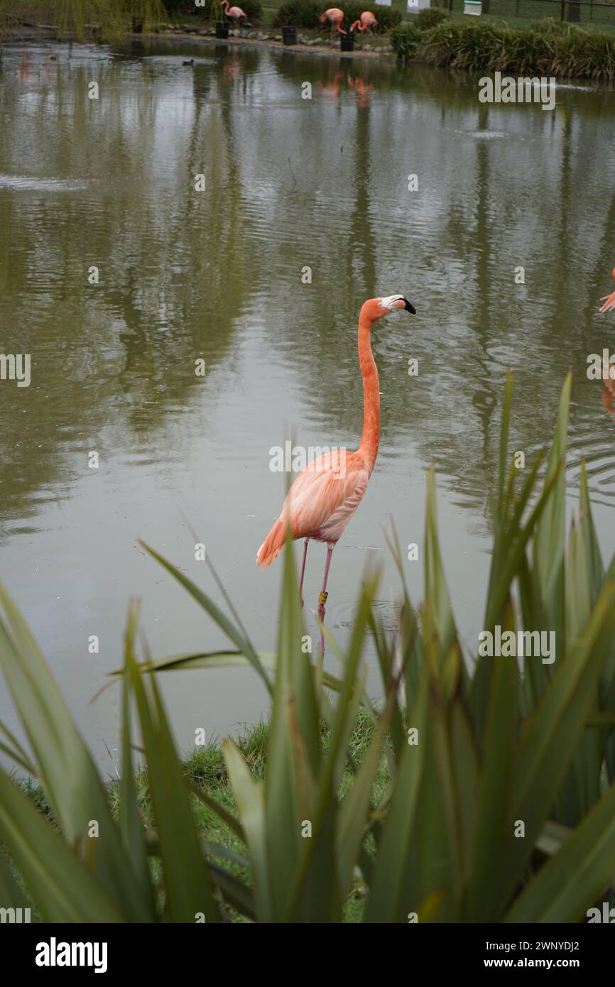 Ein Flamingo ist ein rosafarbener Vogel, der mit einer Allesfresse überlebt, was bedeutet, dass er sowohl Pflanzen als auch Fleisch isst. Flamingos sind sehr soziale Vögel; Stockfoto