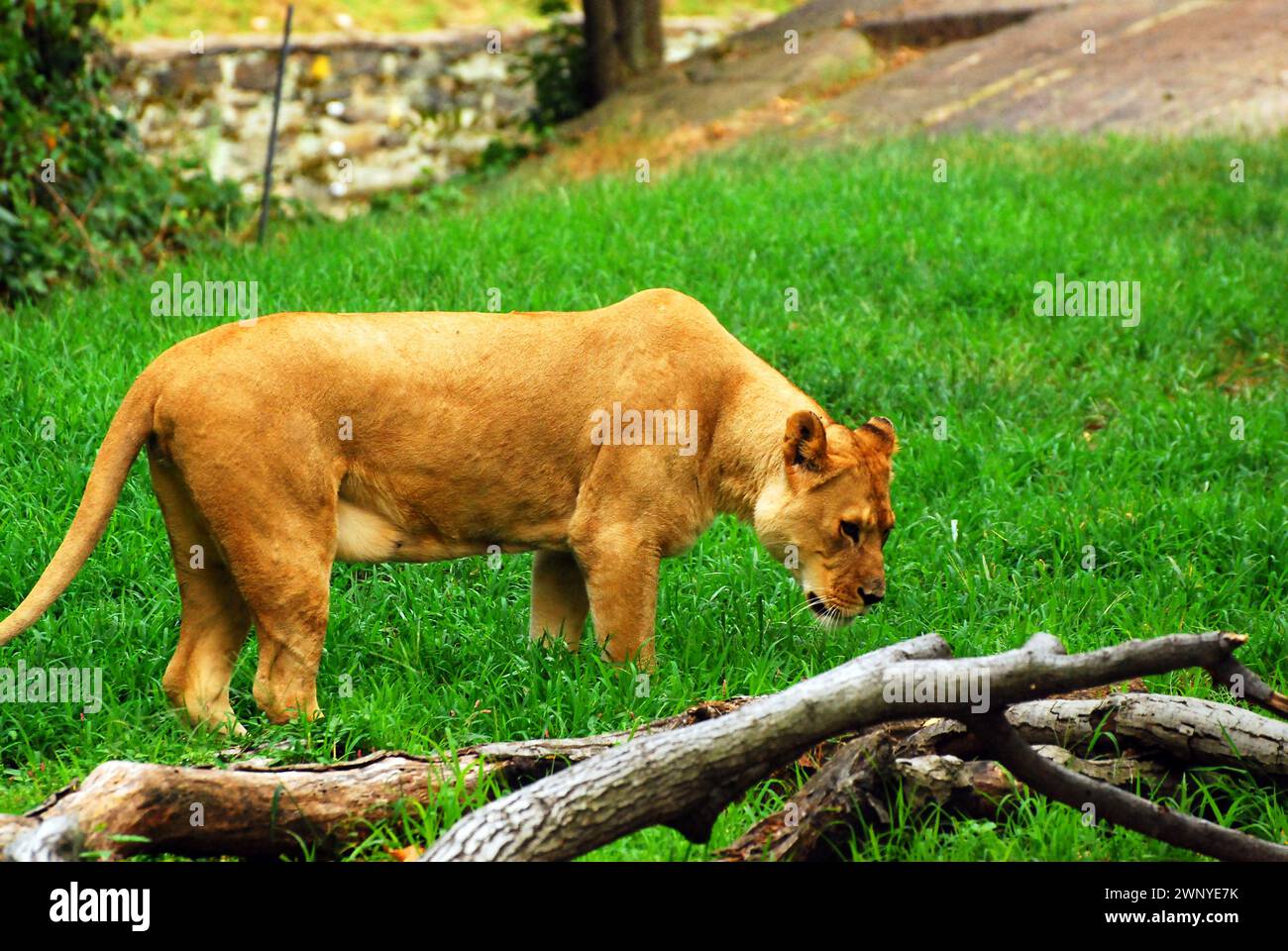 Ein Löwe läuft im hohen Gras und verfolgt seine Beute Stockfoto