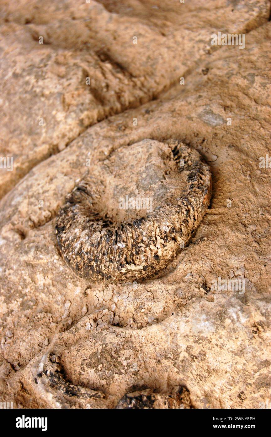 Ein Weichtierfossil aus der Devon-Zeit ist in den Kalkstein der Fälle of the Ohio im neuen Albany Indiana eingebettet Stockfoto