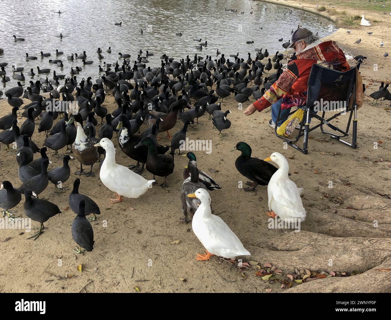 Ein Mann füttert Vögel im Lake Balboa Park, Lake Balboa, Kalifornien, USA Stockfoto