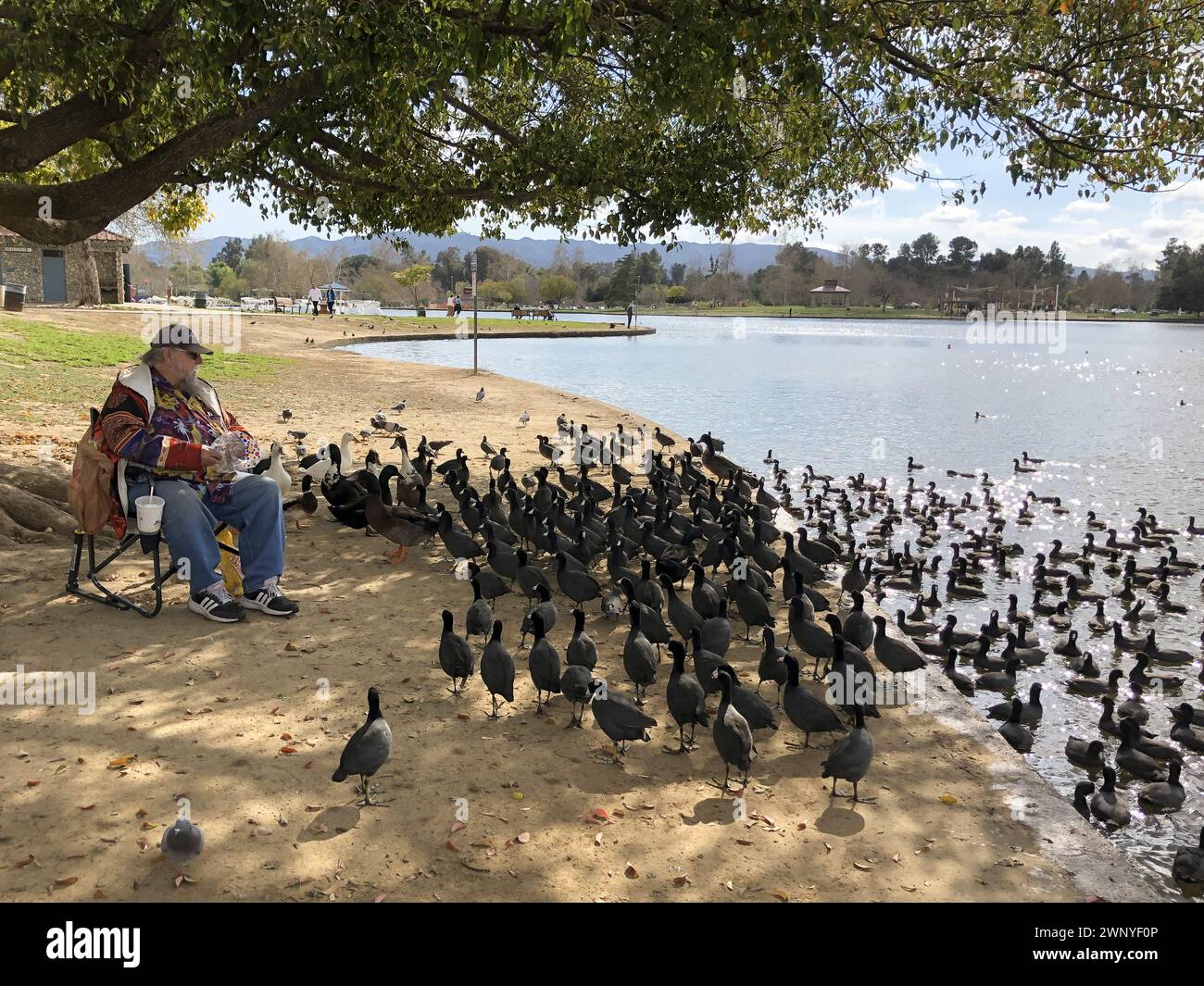 Ein Mann füttert Vögel im Lake Balboa Park, Lake Balboa, Kalifornien, USA Stockfoto