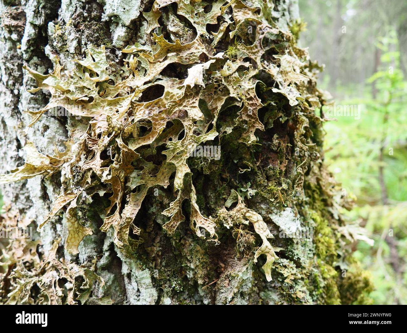 Moos und Flechten auf der Rinde eines Baumes in einem Fichtenwald. Karelien, Orzega. Lobaria Lobaria ist eine Gattung lichenisierter Ascomyceten, die zu dieser Gattung gehören Stockfoto