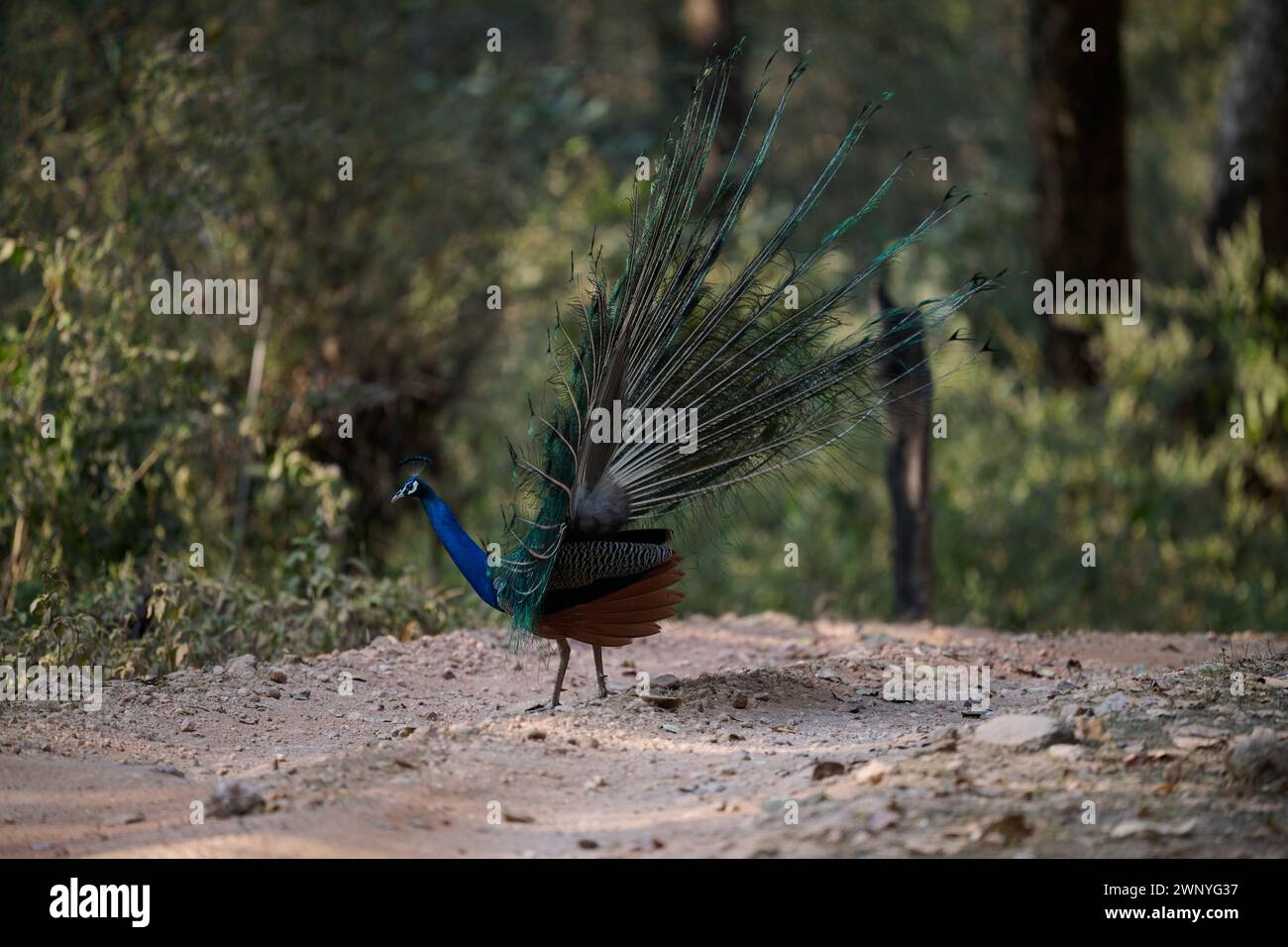 Wilder Pfau in Indien Stockfoto