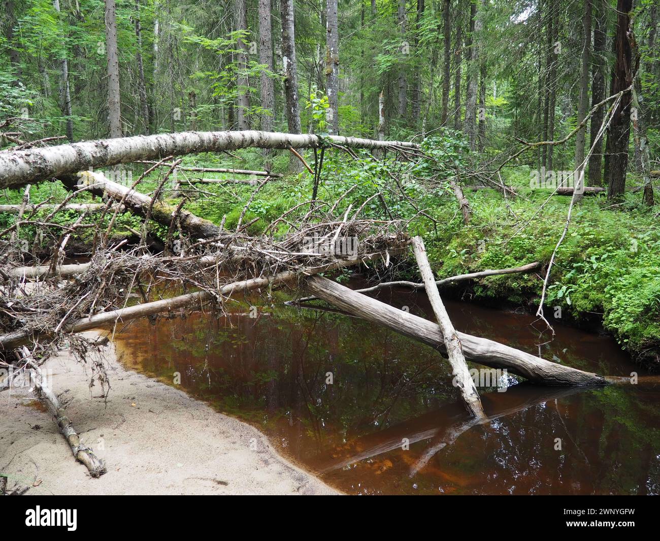 Taiga-Biom dominiert von Nadelwäldern. Picea-Fichte, Nadelbäume aus der Familie Pinaceae. Russland, Karelien. Waldfluss Stockfoto