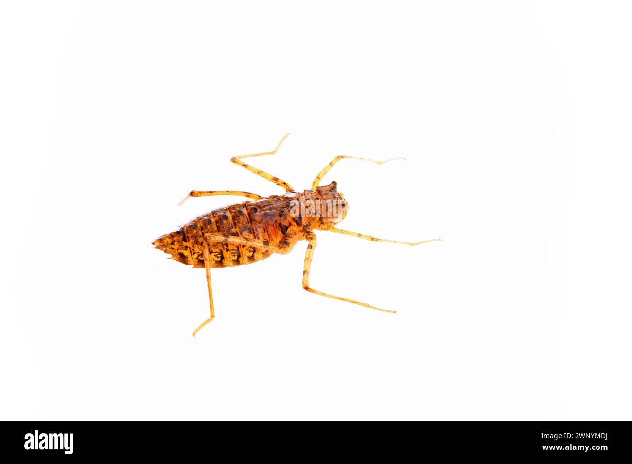 Libellen-Larven auf weißem Hintergrund Stockfoto