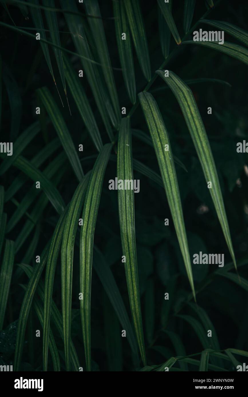 Schließen Sie grüne Palmblätter in dunklem tropischen Hintergrund Stockfoto