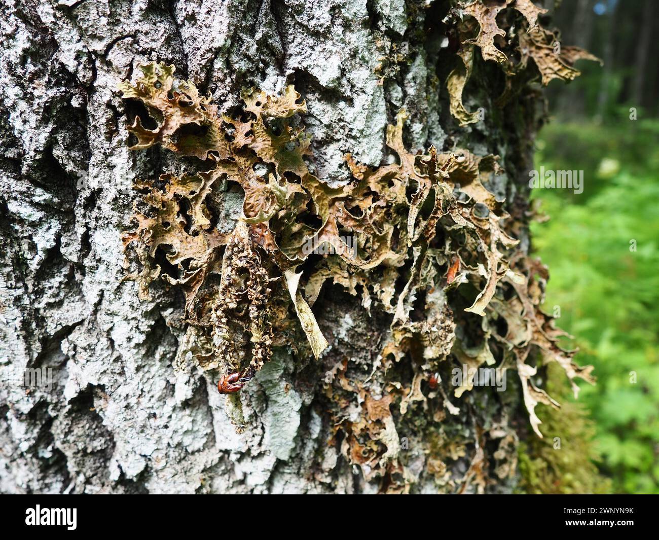 Moos und Flechten auf der Rinde eines Baumes in einem Fichtenwald. Karelien, Orzega. Lobaria Lobaria ist eine Gattung lichenisierter Ascomyceten, die zu dieser Gattung gehören Stockfoto