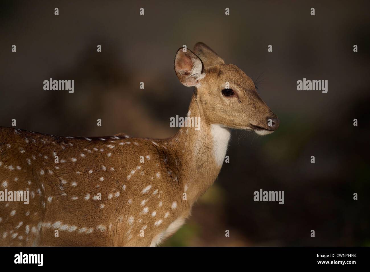 Gefleckte Hirsche im Sal Forest Stockfoto