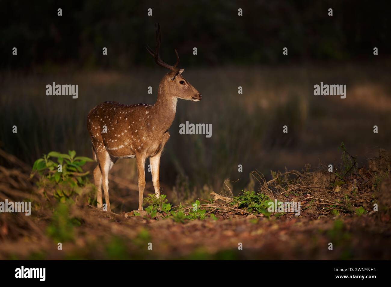 Gefleckte Hirsche im Sal Forest Stockfoto