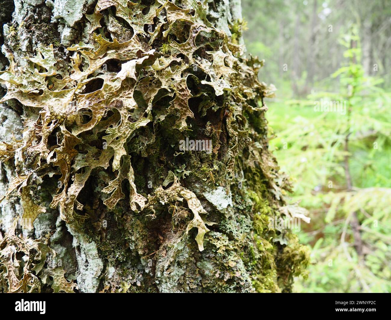 Moos und Flechten auf der Rinde eines Baumes in einem Fichtenwald. Karelien, Orzega. Lobaria Lobaria ist eine Gattung lichenisierter Ascomyceten, die zu dieser Gattung gehören Stockfoto