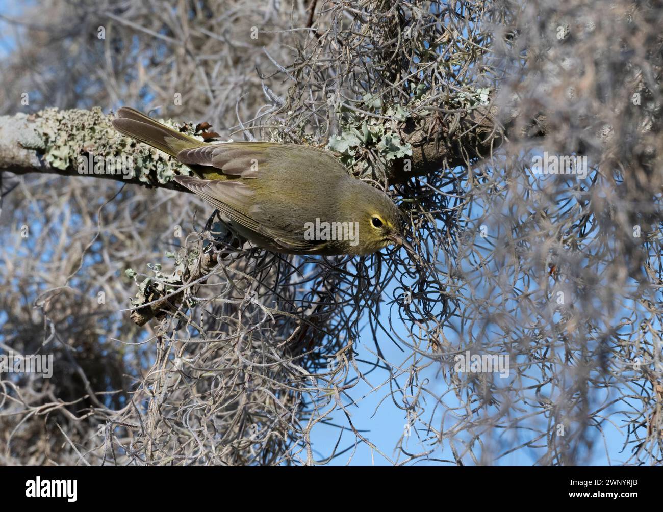 Die orangengekrönte Grasblume (Vermivora celata) ernährt sich von spanischen moospflanzen im Brazos Bend State Park, Texas Stockfoto