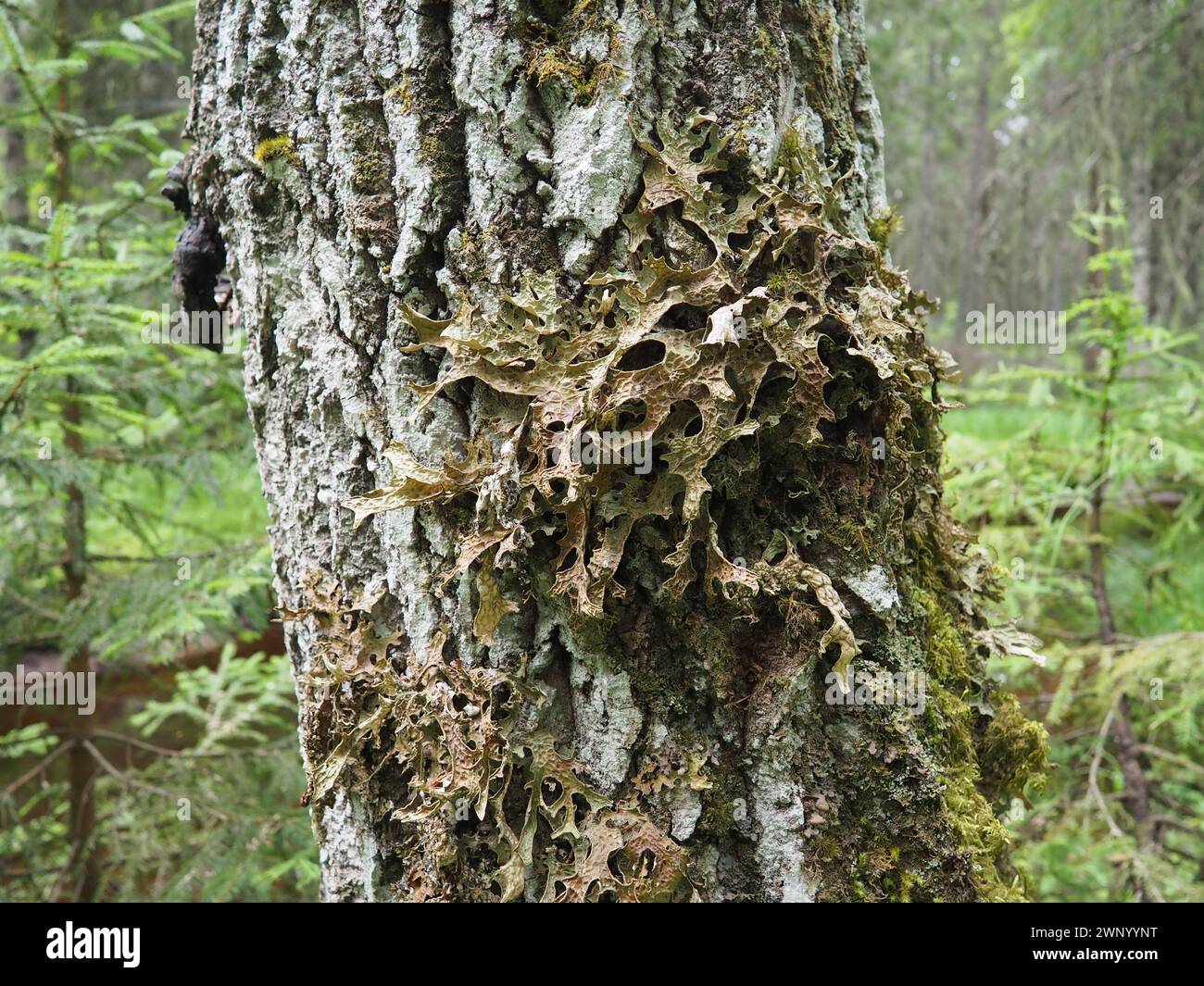 Moos und Flechten auf der Rinde eines Baumes in einem Fichtenwald. Karelien, Orzega. Lobaria Lobaria ist eine Gattung lichenisierter Ascomyceten, die zu dieser Gattung gehören Stockfoto
