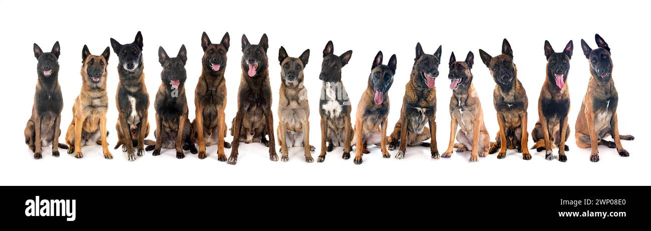 belgische Hirten Malinois vor weißem Hintergrund Stockfoto