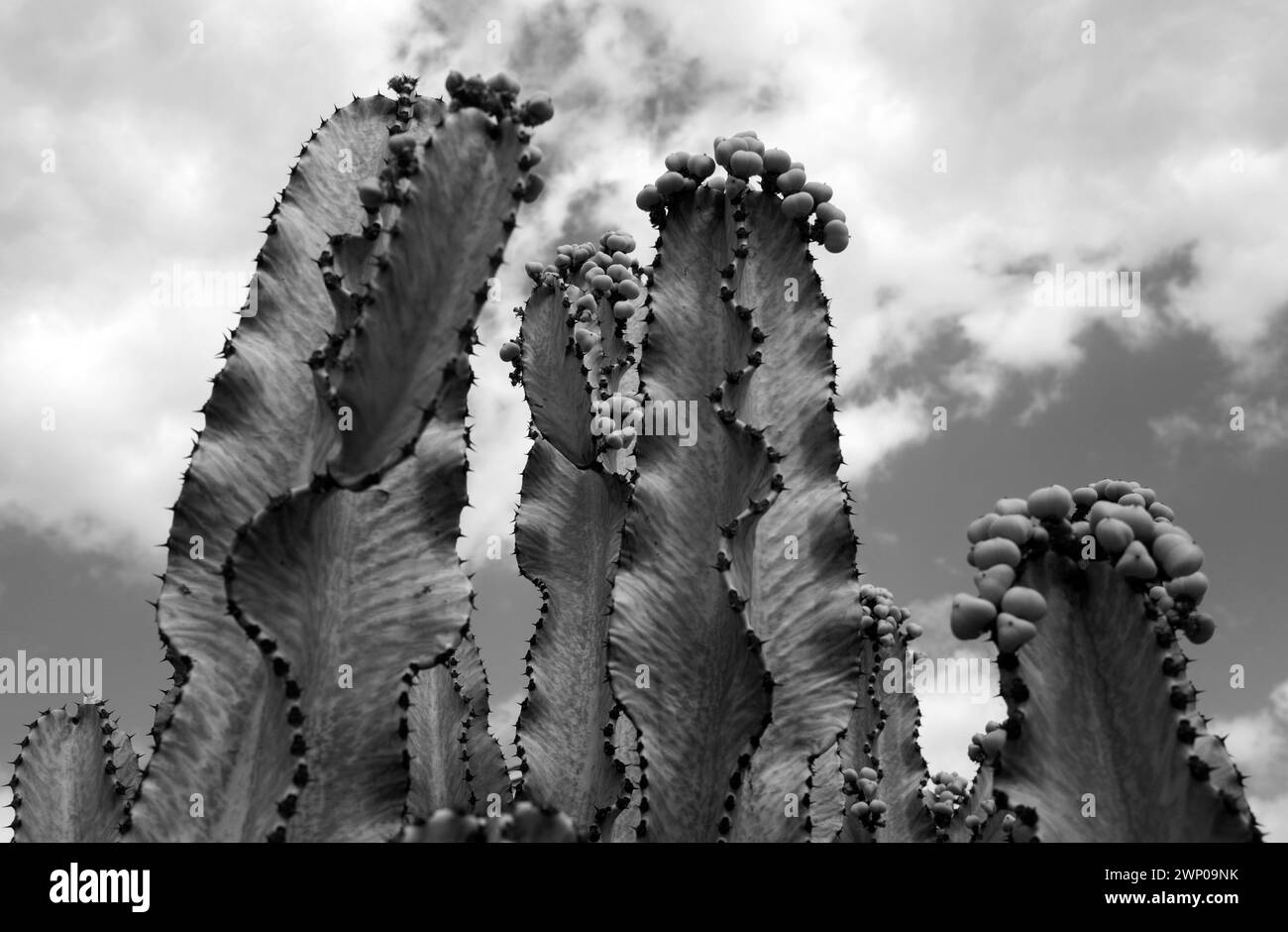 Kaktus stachelte. Kakteen in der Wüste auf dem Vorgarten, Kakteen oder kakteen-Muster. Stockfoto