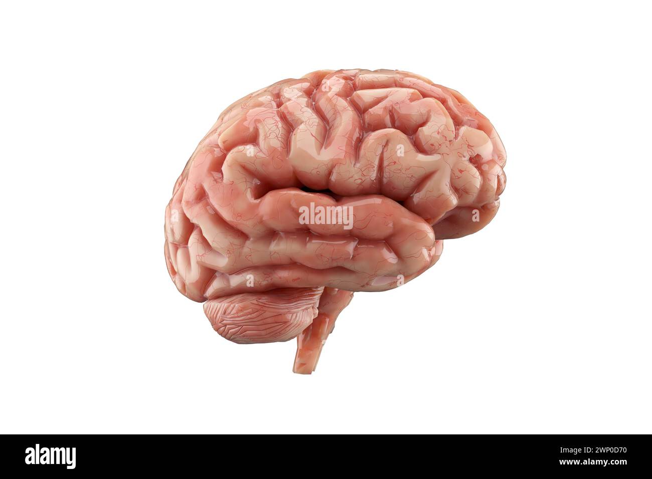 Menschliches Gehirn isoliert auf weißem Hintergrund. Denken, psychische Gesundheit, Neurologie und künstliche Intelligenz. 3D-Rendering. Stockfoto