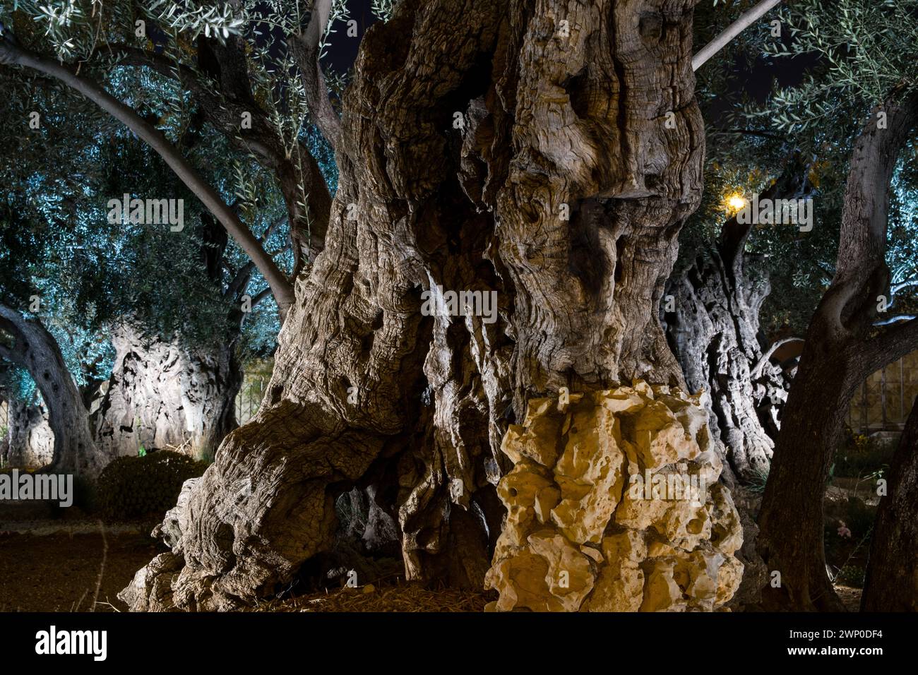 Getsemane, Ölberg, Jerusalem, Israel Stockfoto