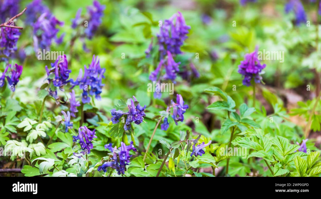 Blaue Wildblumen, Makrofoto. Corydalis solida, Fumewort oder Vogel in einem Busch, ist eine blühende Pflanzenart aus der Familie der Papaveraceae, die in Mo beheimatet ist Stockfoto