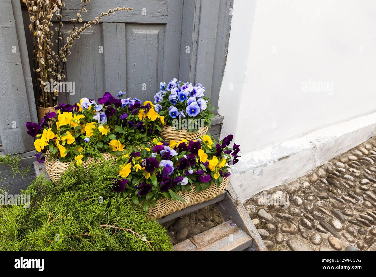 Viola dreifarbig, vergossene bunte dekorative Blumen stehen vor einer alten Holztür Stockfoto