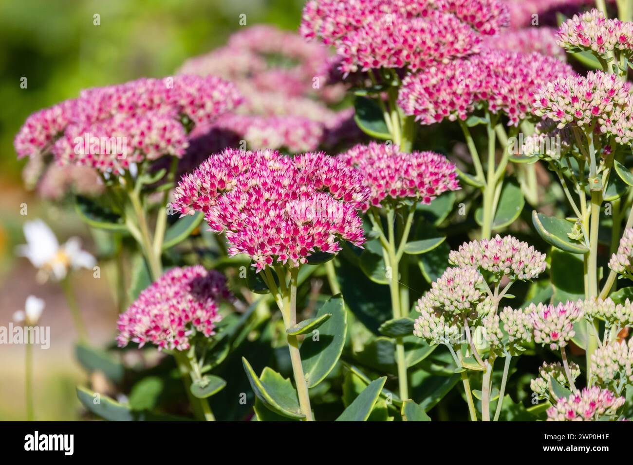 Rote Blumen an einem sonnigen Tag. Hylotelephium ist eine Gattung von blühenden Pflanzen aus der Steinbruchfamilie Crassulaceae Stockfoto