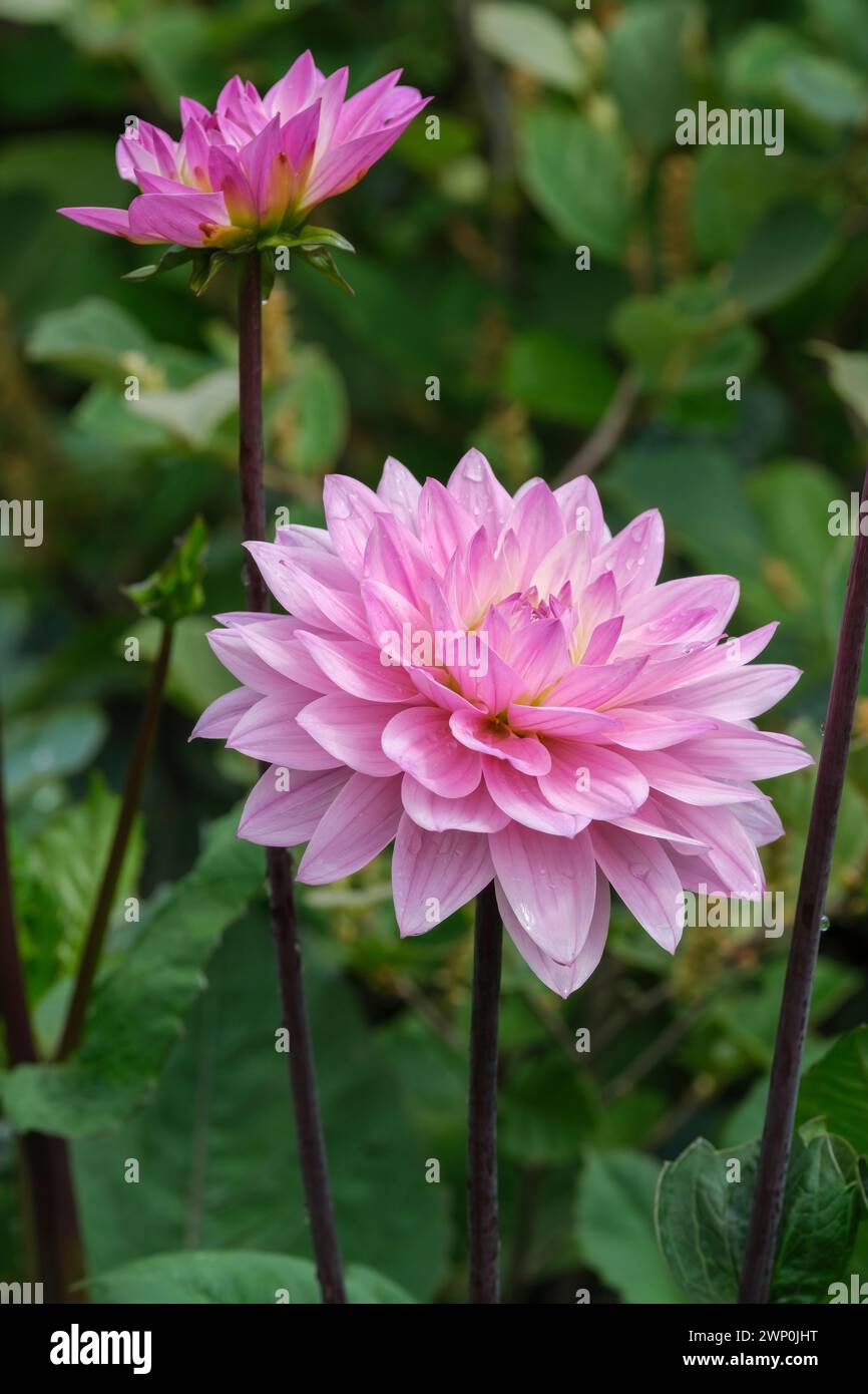 Dahlia Melody Harmony, dunkles Laub, hellviolette Blüten, äußere Röschen haben dunklere Adern Stockfoto