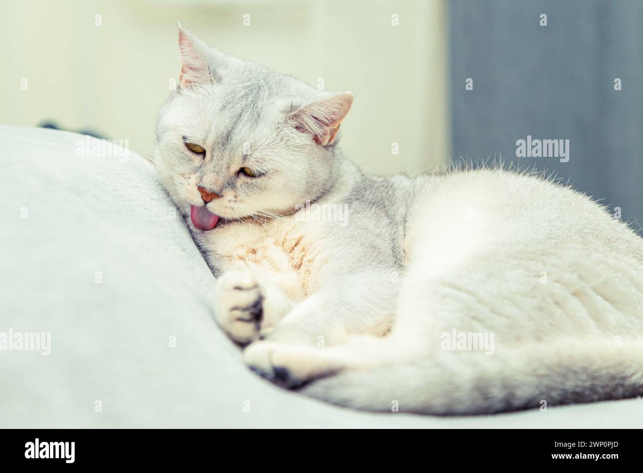 Die süße Scottish Straight Katze leckt sich auf dem Bett. Tierhygiene. Stockfoto