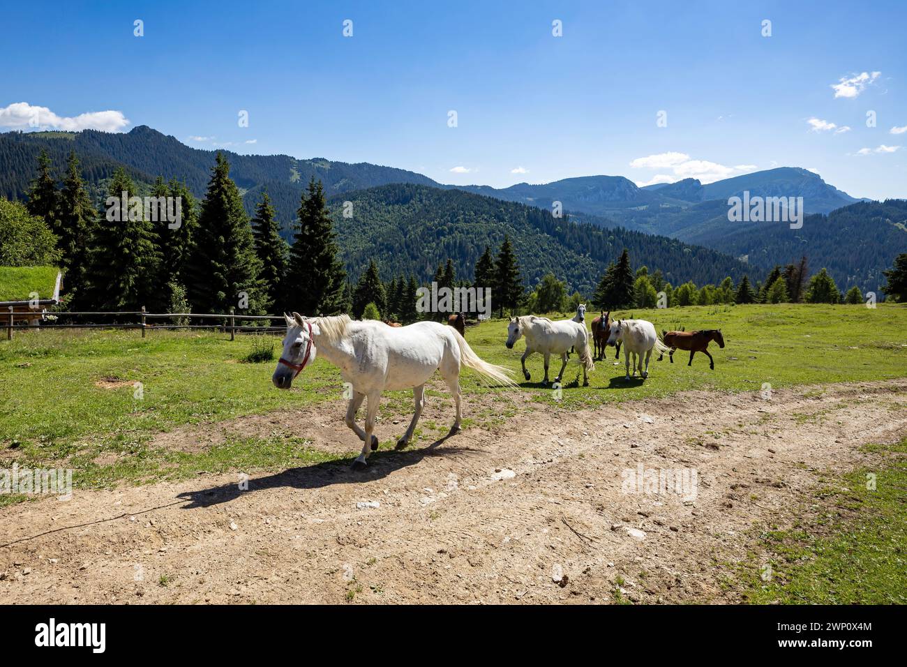 Wildes Pferd in den Karpaten Stockfoto