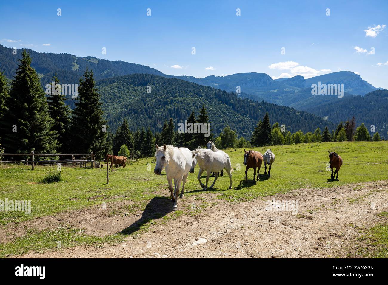 Wildes Pferd in den Karpaten Stockfoto