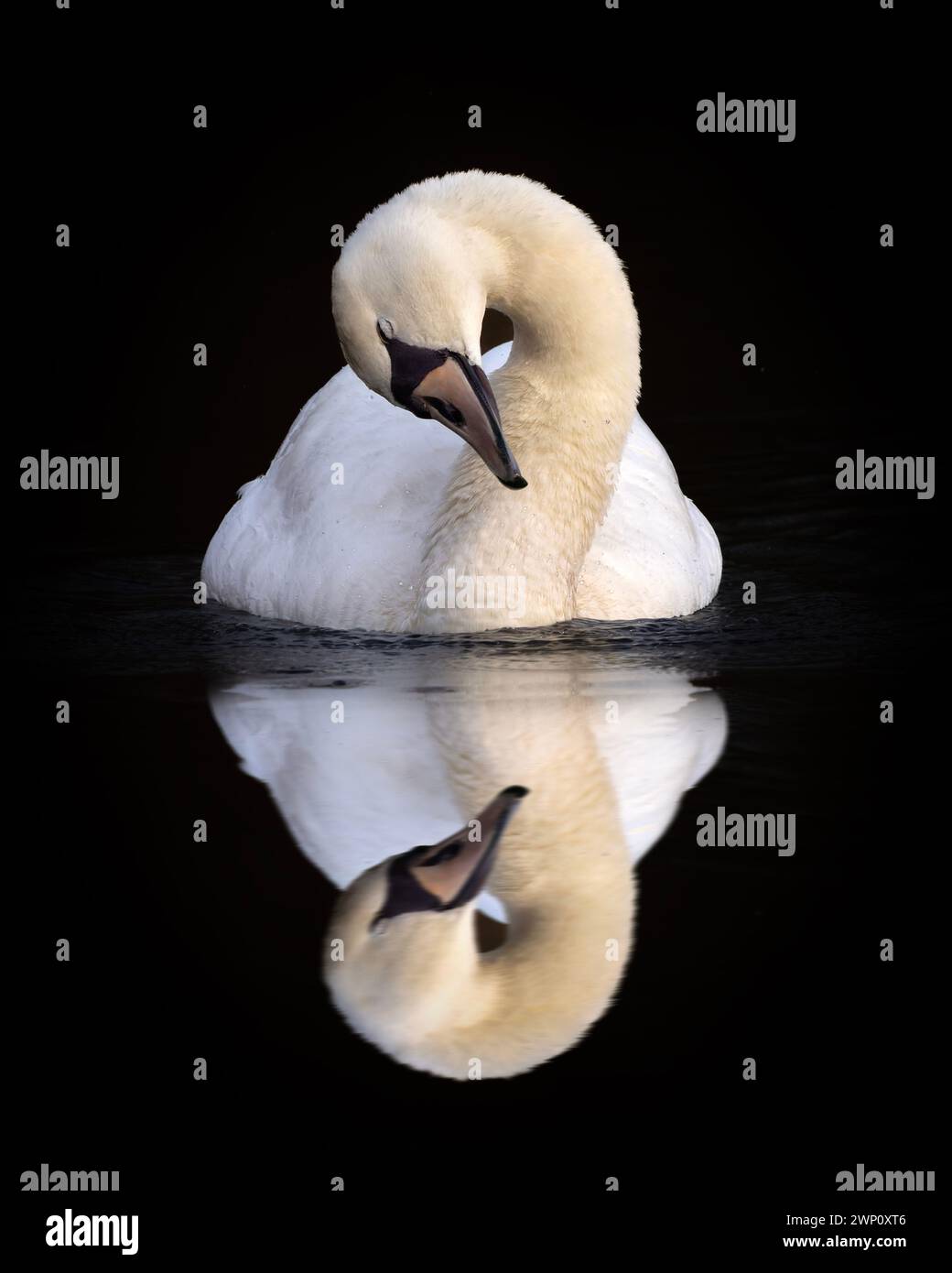 Schwans Reflexion. SURREY UNGLAUBLICHE Bilder zeigen einen stummen Schwan, der seine Reflexion in den Gewässern des Tice's Meadow Nature Reserve, Surrey, bewundert. Die Stockfoto