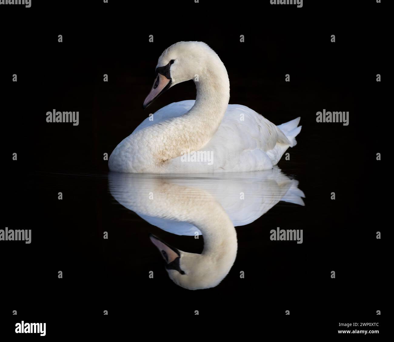 Perfekte Reflexion. SURREY UNGLAUBLICHE Bilder zeigen einen stummen Schwan, der seine Reflexion in den Gewässern des Tice's Meadow Nature Reserve, Surrey, bewundert. Die Stockfoto