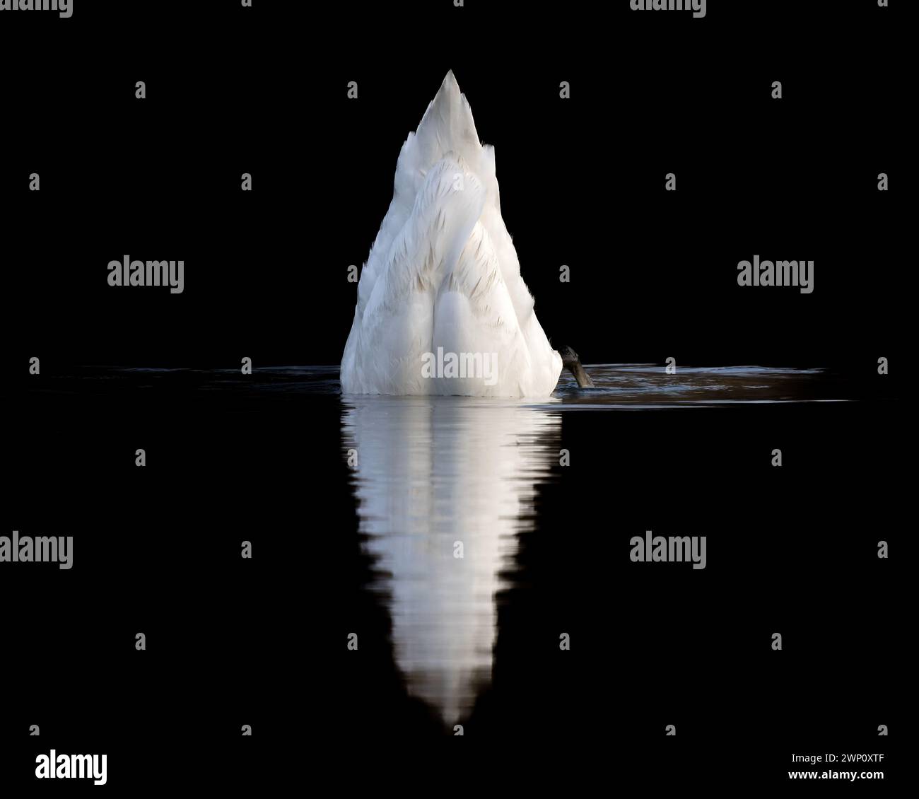 Ein DIP. SURREY UNGLAUBLICHE Bilder zeigen einen stummen Schwan, der seine Reflexion in den Gewässern des Tice's Meadow Nature Reserve, Surrey, bewundert. Der Schwan stummschalten Stockfoto