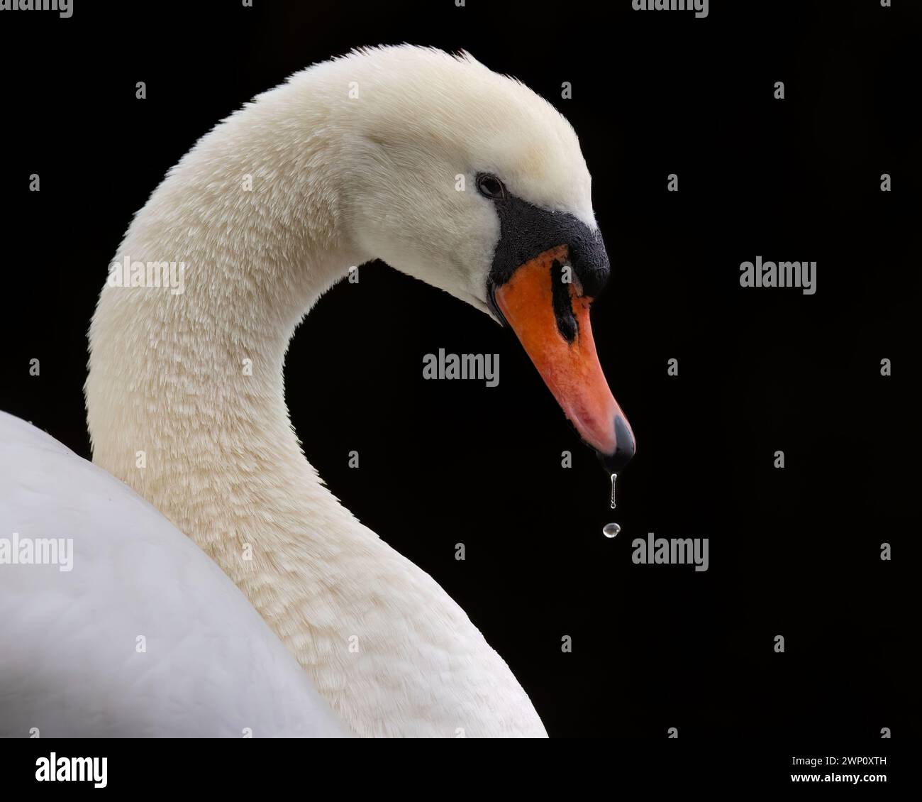 Wunderschöner Stummer Schwan. SURREY UNGLAUBLICHE Bilder zeigen einen stummen Schwan, der seine Reflexion in den Gewässern des Tice's Meadow Nature Reserve, Surrey, bewundert. Th Stockfoto