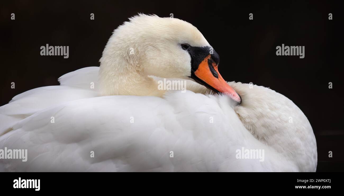Fluffy Swan SURREY UNGLAUBLICHE Bilder zeigen einen stummen Schwan, der seine Reflexion in den Gewässern des Tice's Meadow Nature Reserve, Surrey, bewundert. Die Stummschaltungstaste Stockfoto