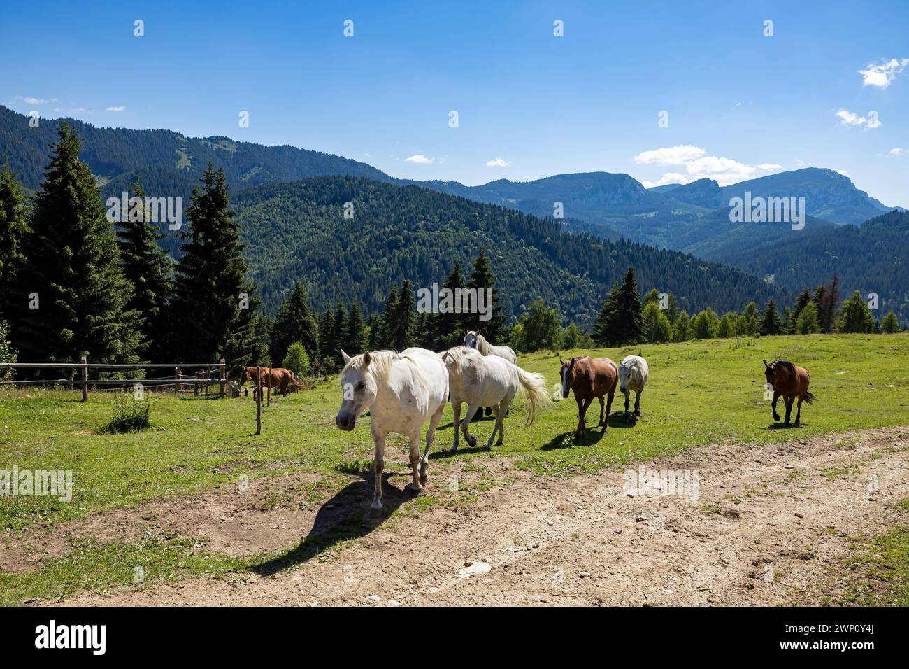 Wildes Pferd in den Karpaten Stockfoto