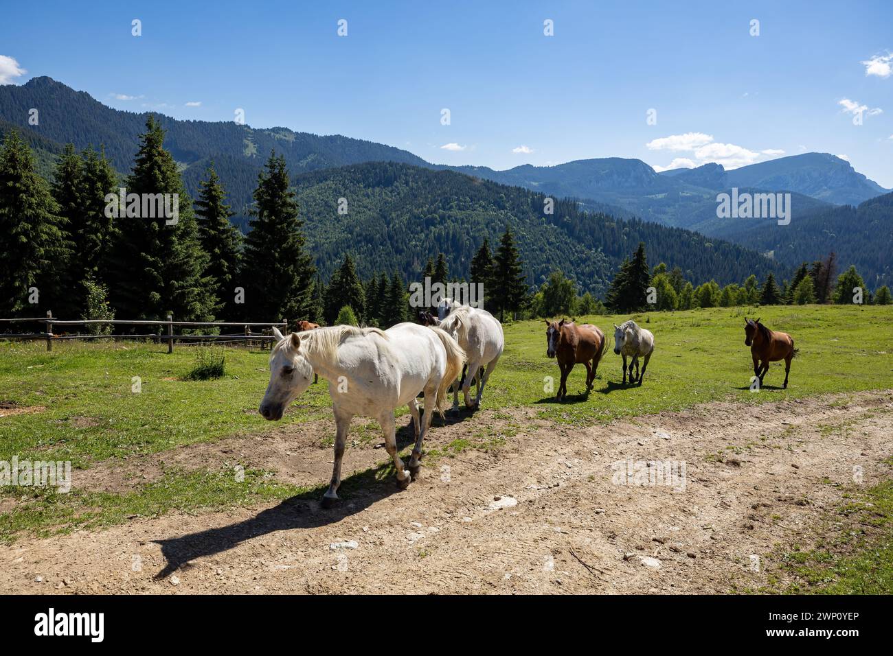 Wildes Pferd in den Karpaten Stockfoto