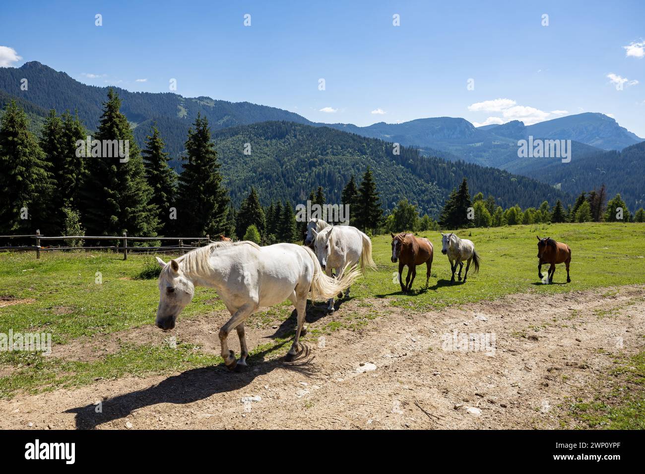 Wildes Pferd in den Karpaten Stockfoto