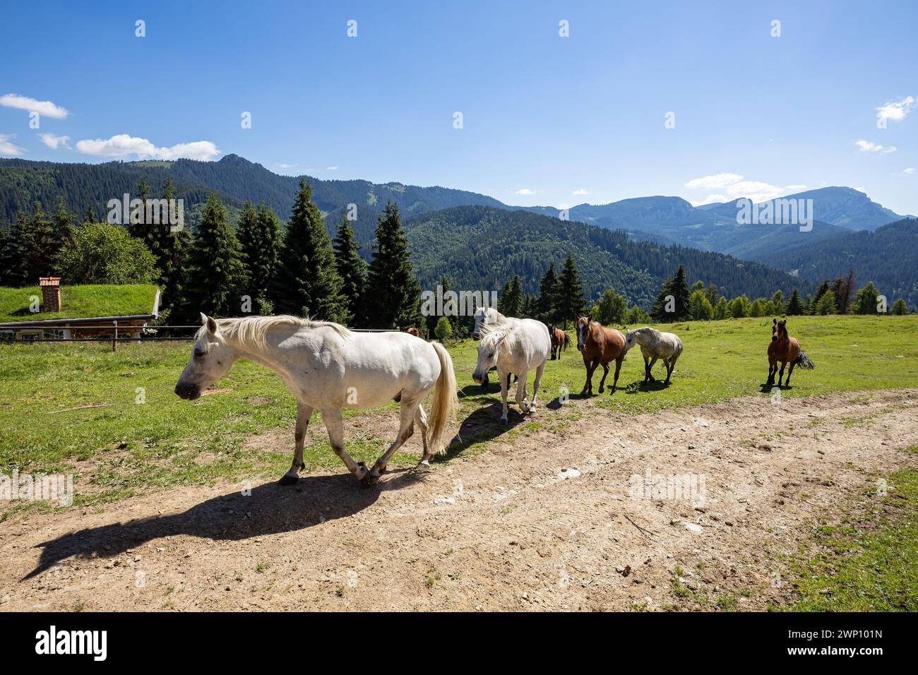 Wildes Pferd in den Karpaten Stockfoto