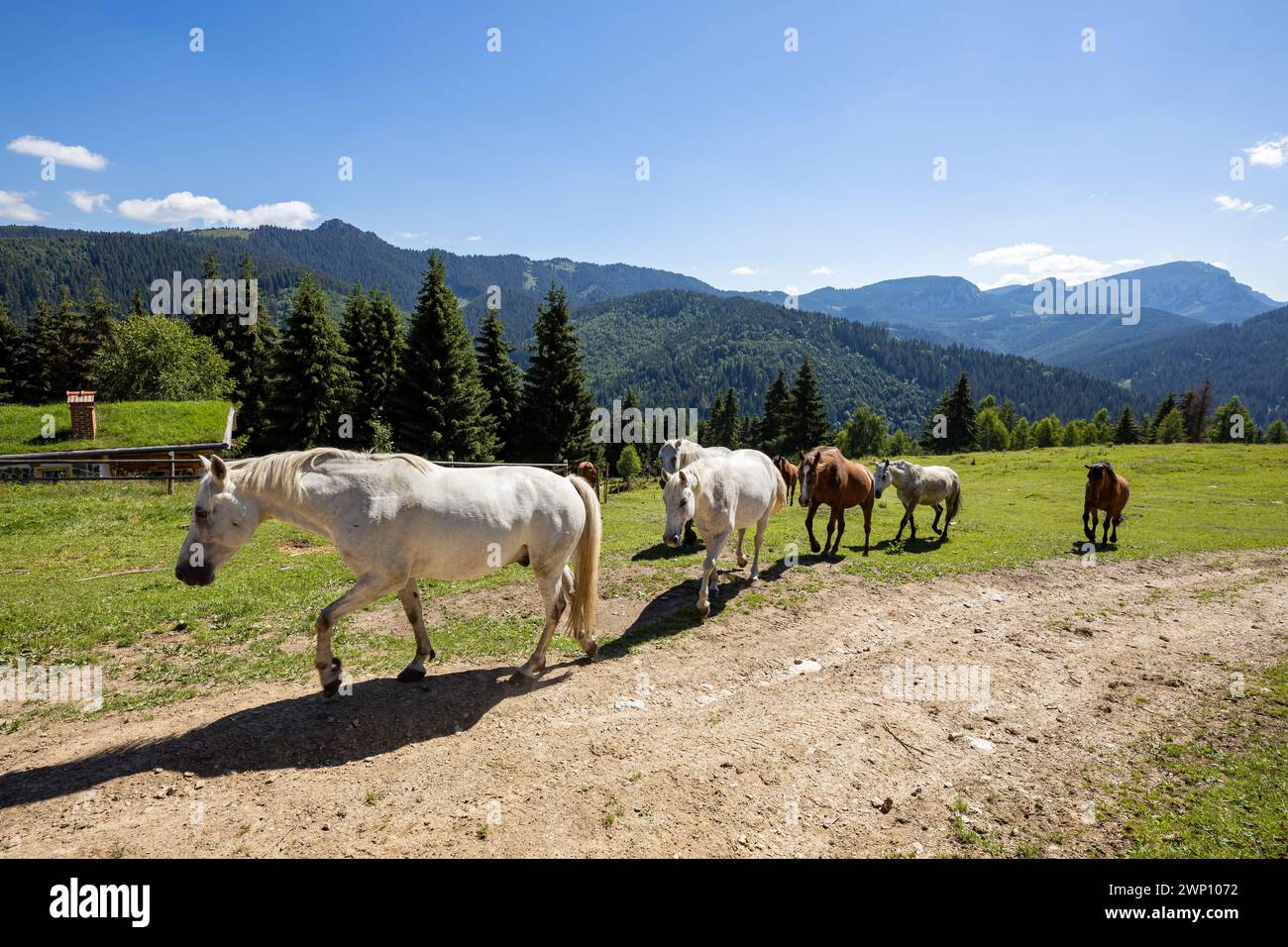 Wildes Pferd in den Karpaten Stockfoto