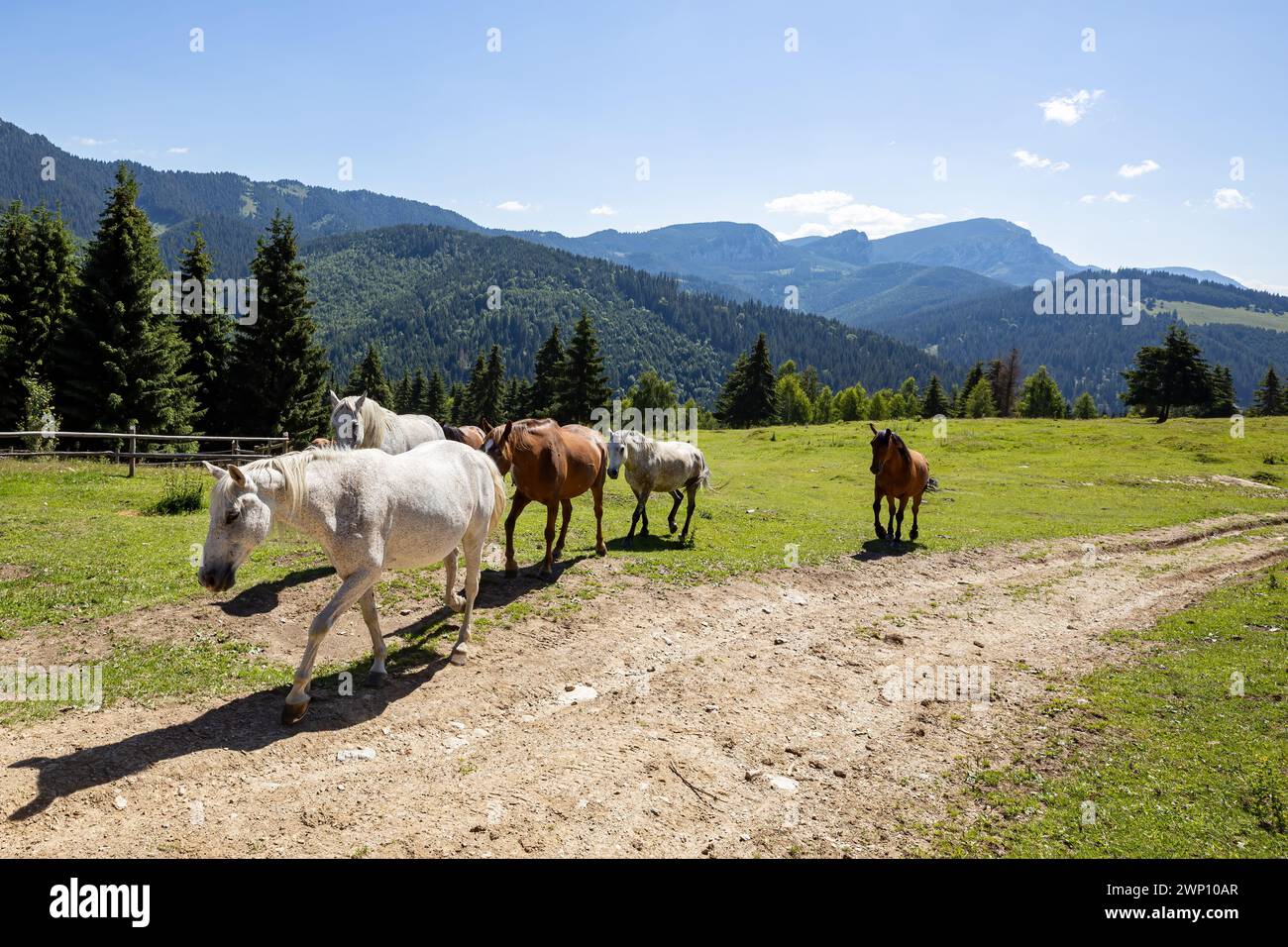 Wildes Pferd in den Karpaten Stockfoto