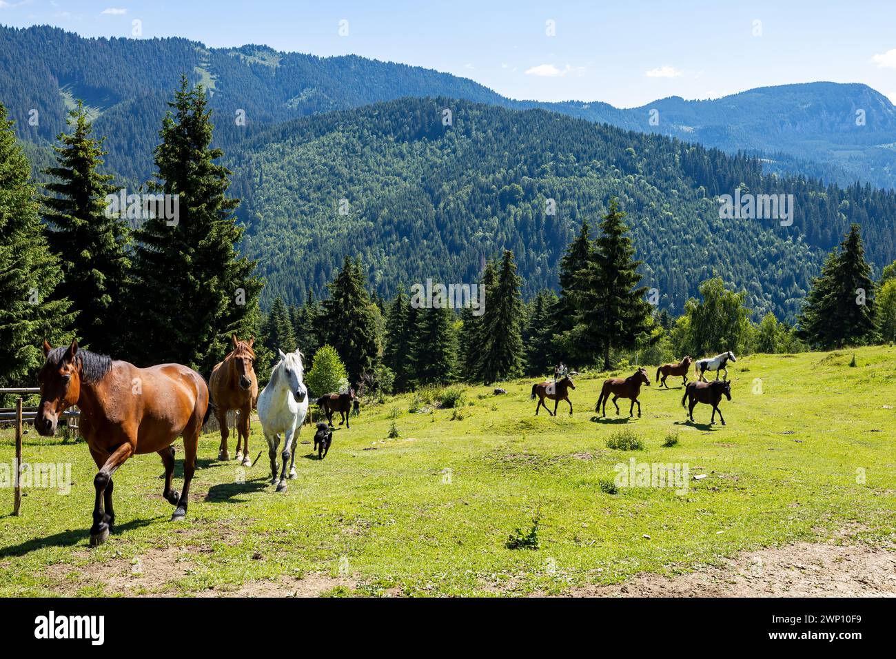 Wildes Pferd in den Karpaten Stockfoto