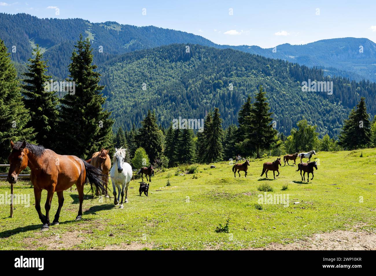 Wildes Pferd in den Karpaten Stockfoto