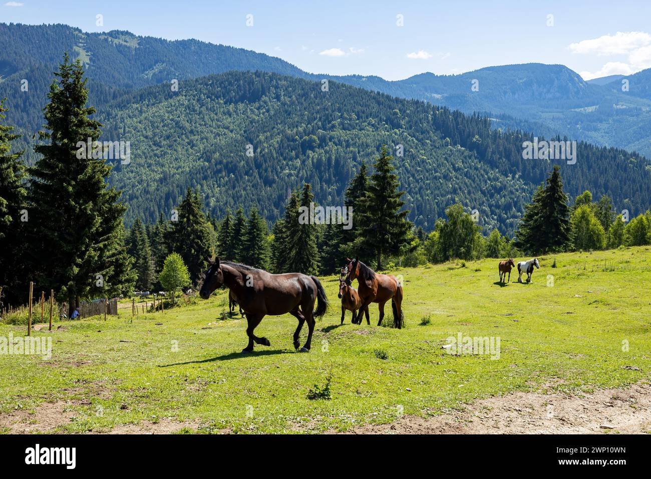 Wildes Pferd in den Karpaten Stockfoto