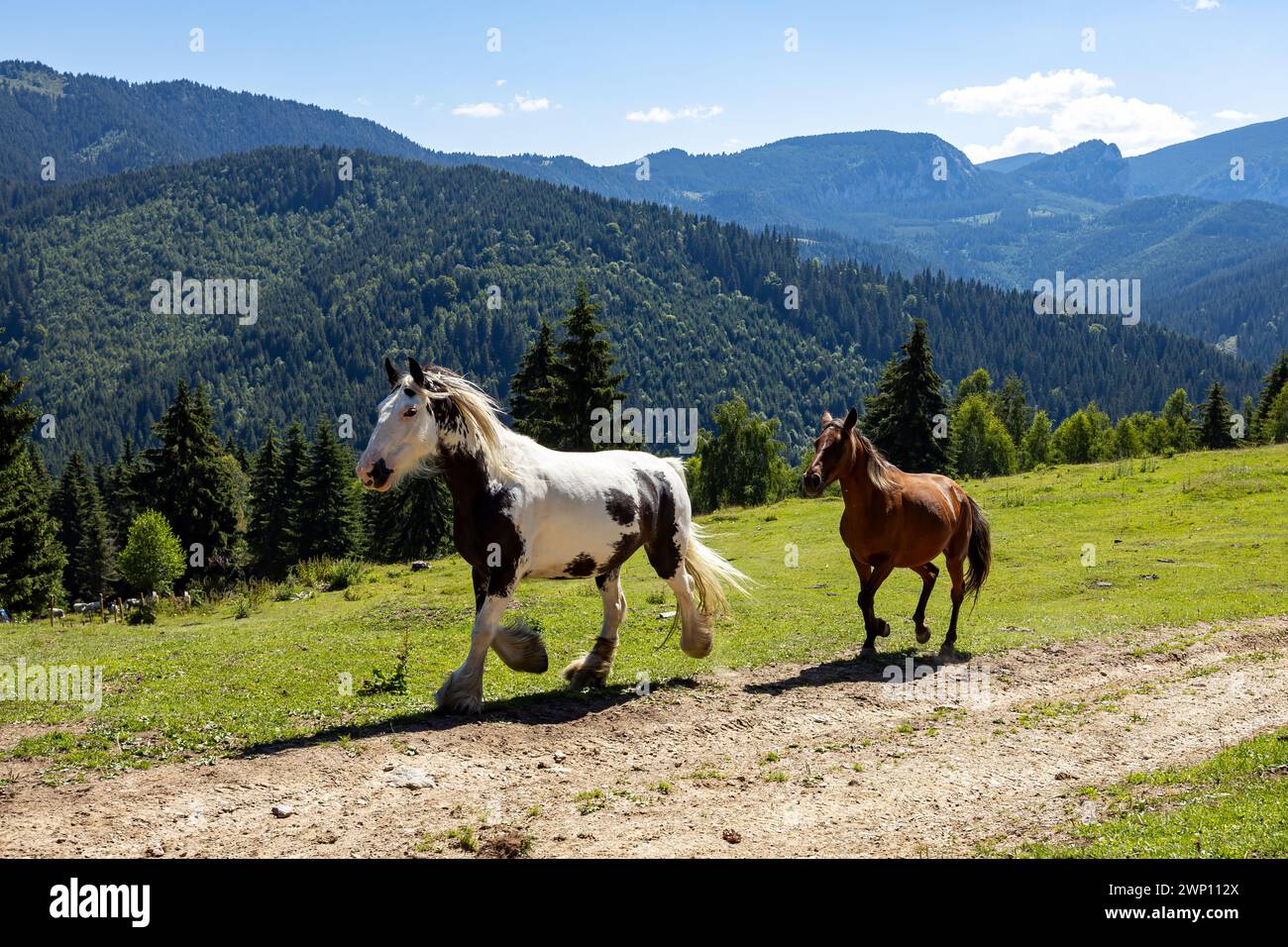 Wildes Pferd in den Karpaten Stockfoto