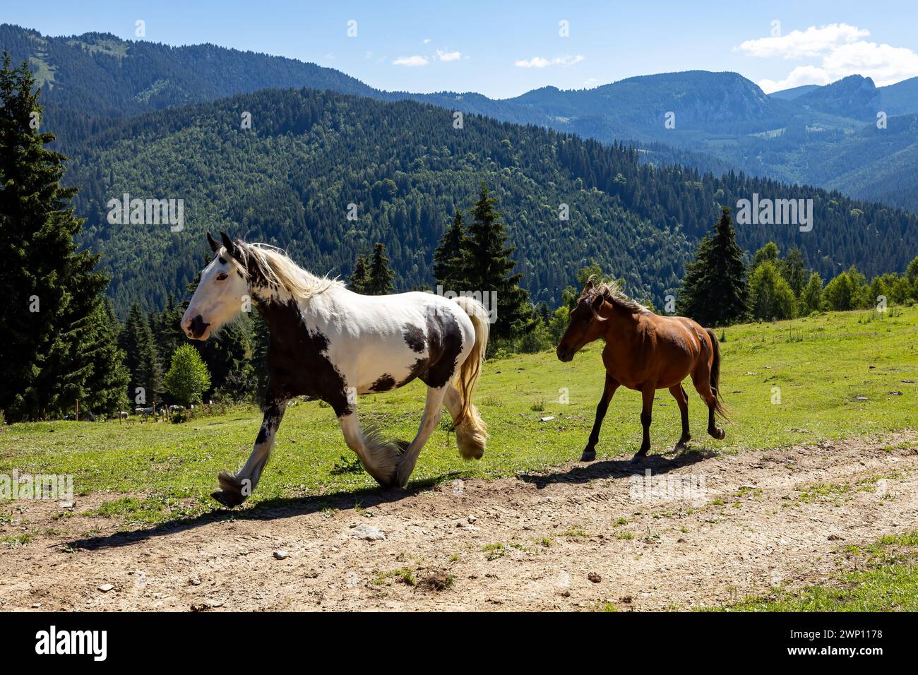 Wildes Pferd in den Karpaten Stockfoto