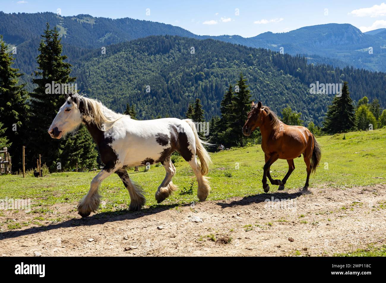 Wildes Pferd in den Karpaten Stockfoto