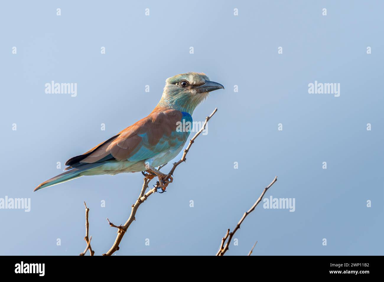 Blaue Walze auf einem Zweig Stockfoto