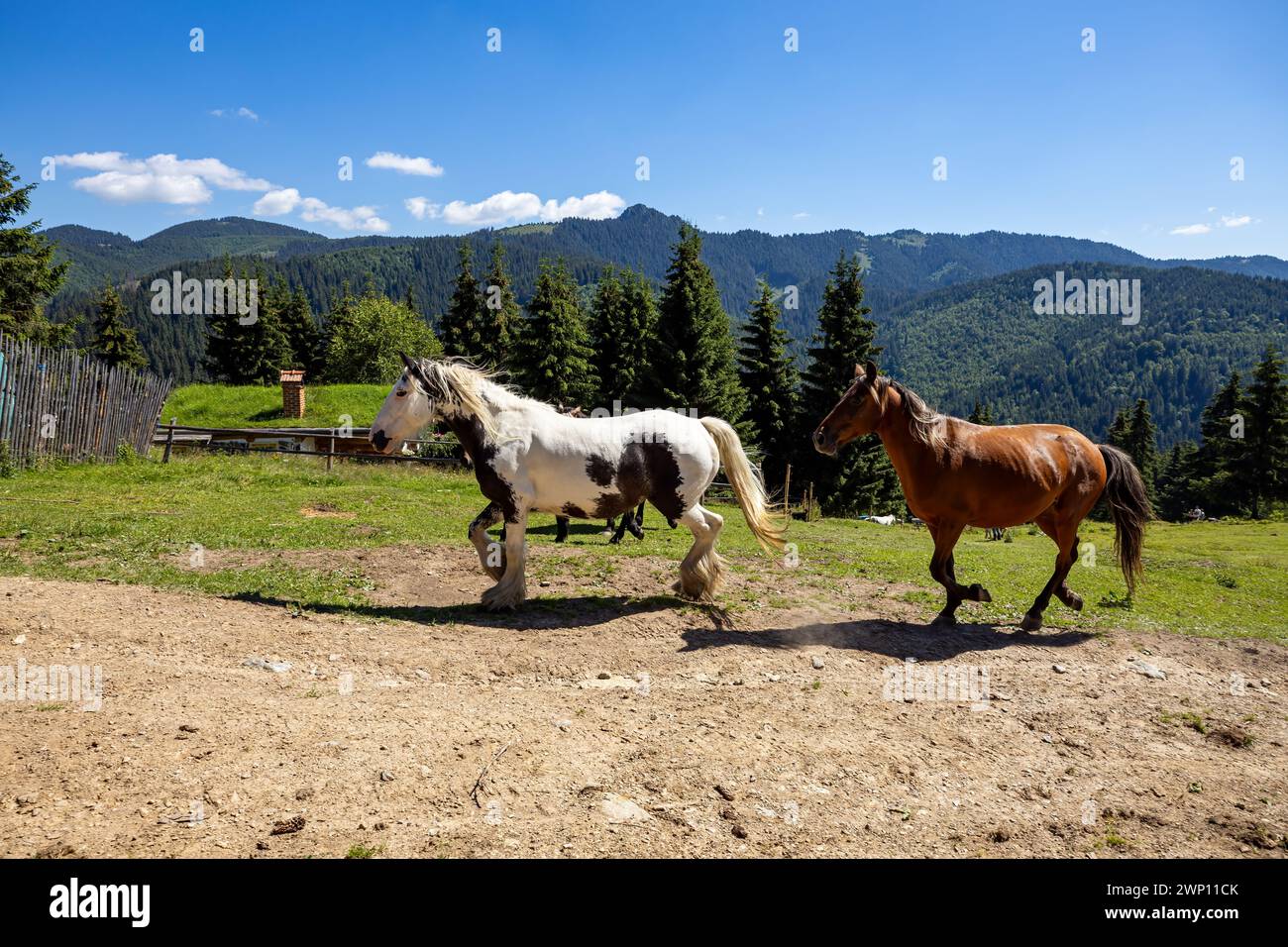Wildes Pferd in den Karpaten Stockfoto