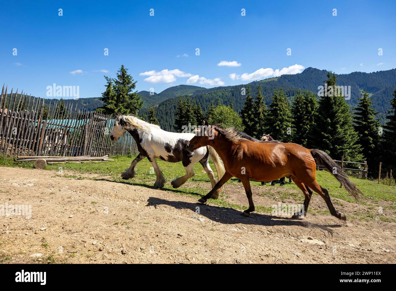 Wildes Pferd in den Karpaten Stockfoto