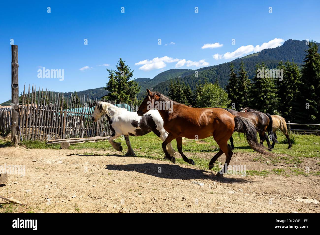 Wildes Pferd in den Karpaten Stockfoto