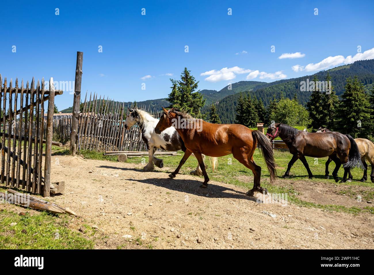 Wildes Pferd in den Karpaten Stockfoto