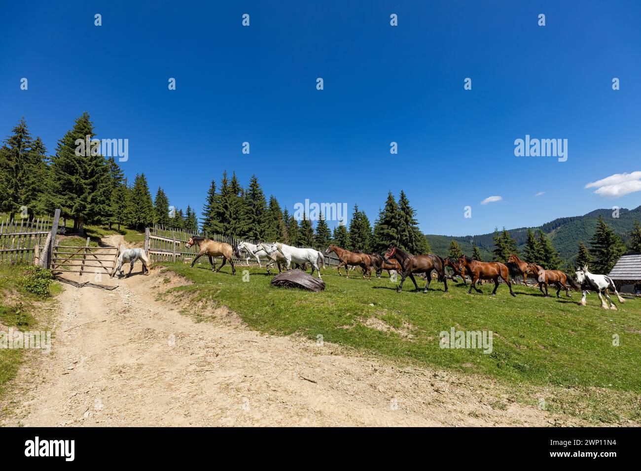 Wildes Pferd in den Karpaten Stockfoto
